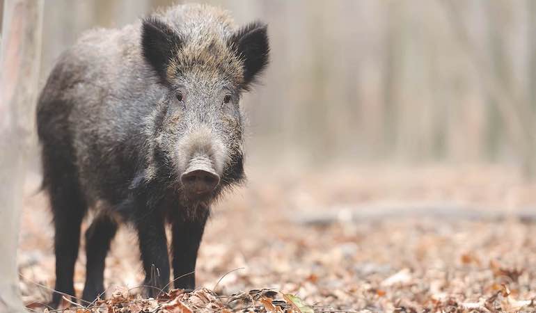 War on Feral Hogs Rages On