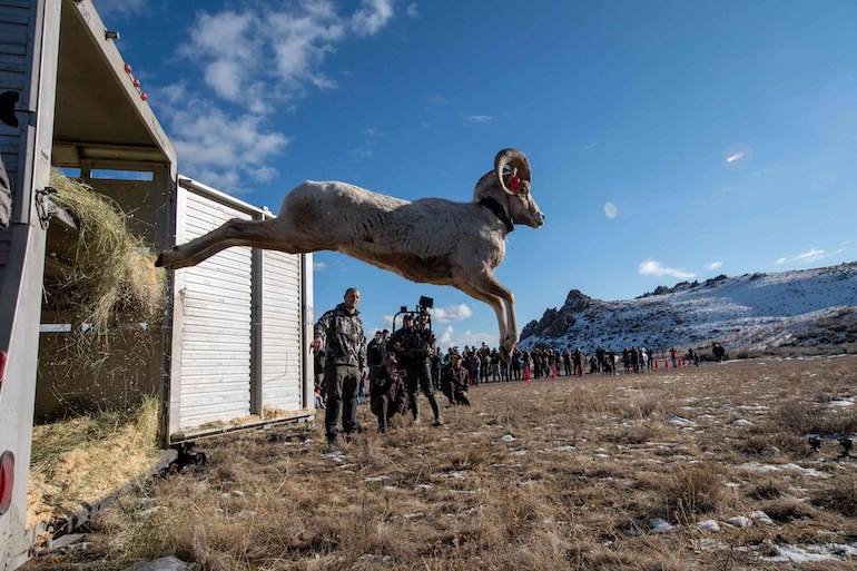 Rocky Mountain Bighorn Sheep Transplant Effort Historic