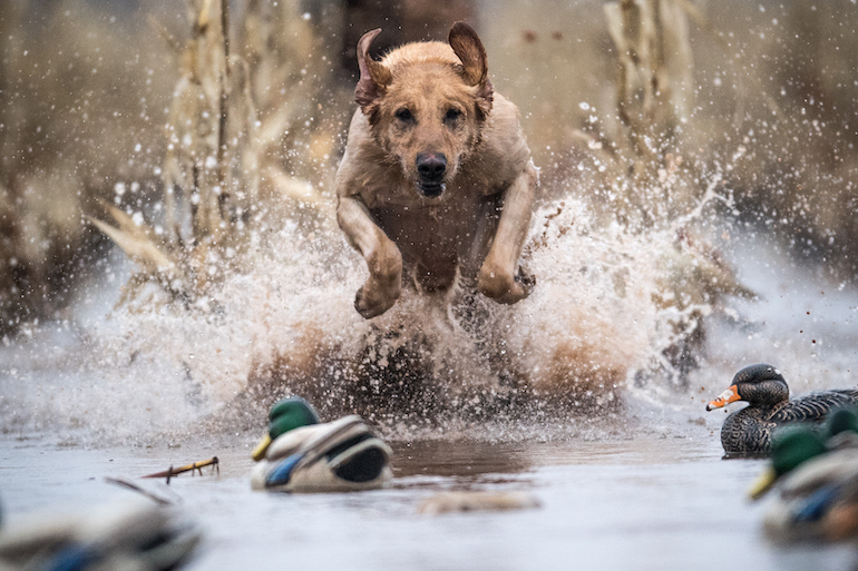 Late Ducks: Avoid These 3 Dog Disasters and Finish Strong