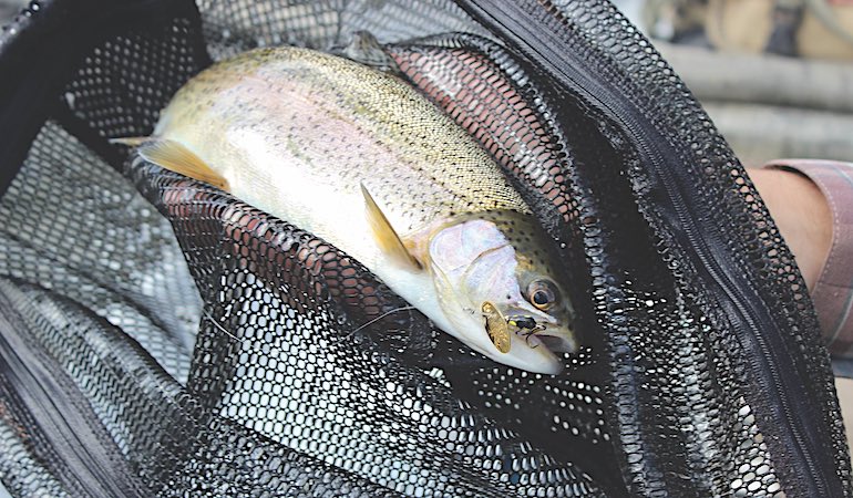 Late-Season Trout: Hook Up in Low, Clear Water