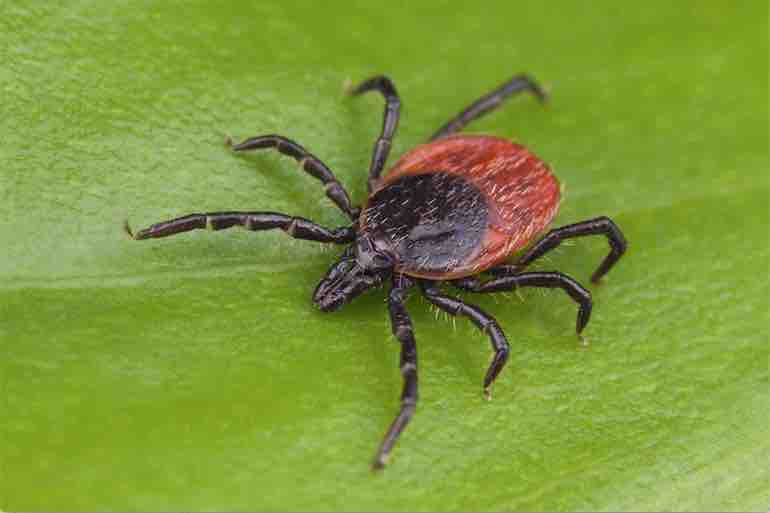Battleground: Ticks & Lyme Disease
