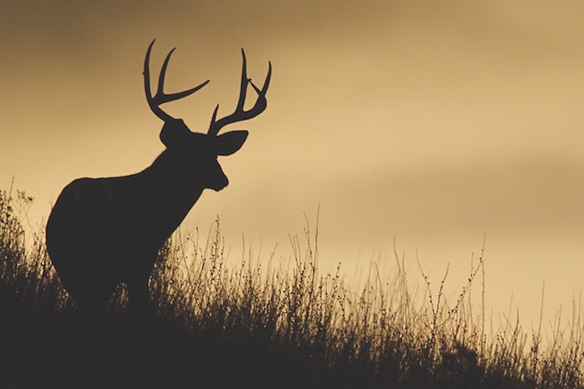 New Advocacy Group Aims to Unite All Deer Hunters