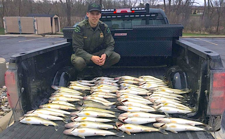 Michigan: Dozens of Walleye Confiscated After Anonymous Tip