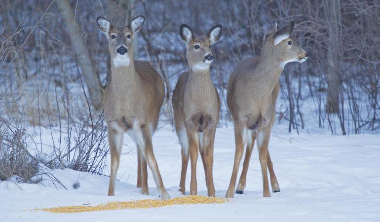 Baiting Deer Continues to Dwindle in Midwest