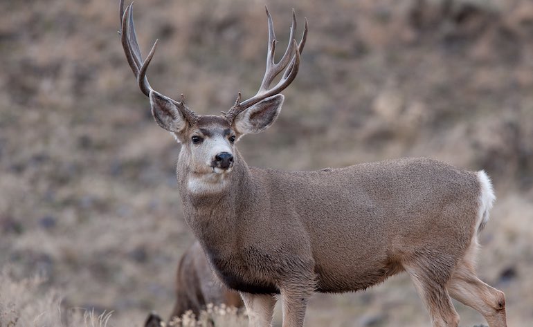Big-Buck Secrets Mule Deer Hunters Won 