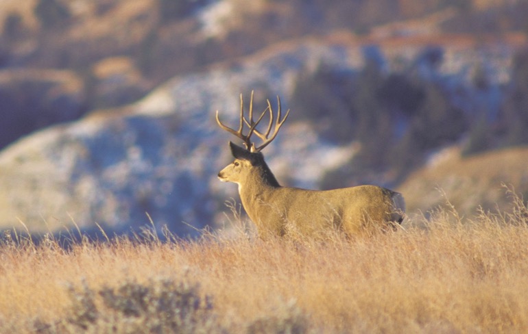 Stalking Secrets for Open-Country Mule Deer