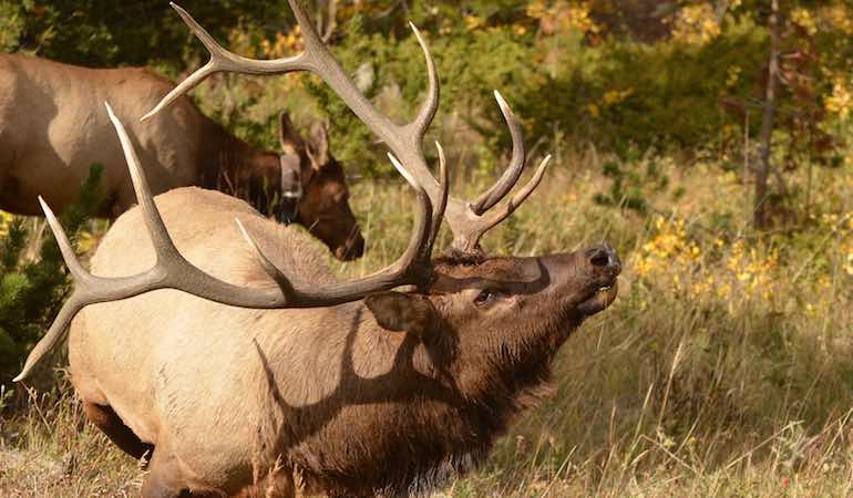 Burnworth's Tips for Elk Calling