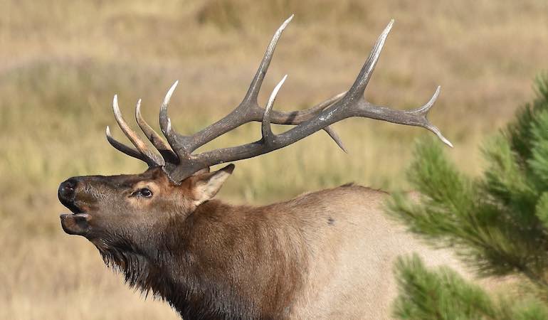 Top 5 Signs Your Elk Hunting Area Needs Habitat Help