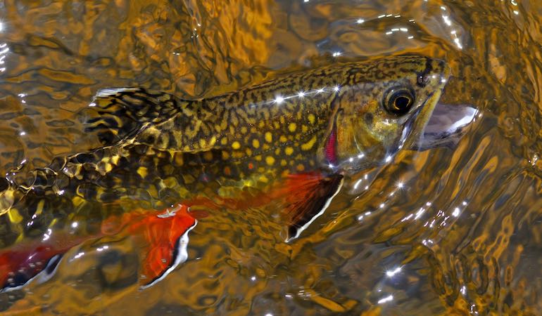 New England's Top Spring Trout Hot Spots