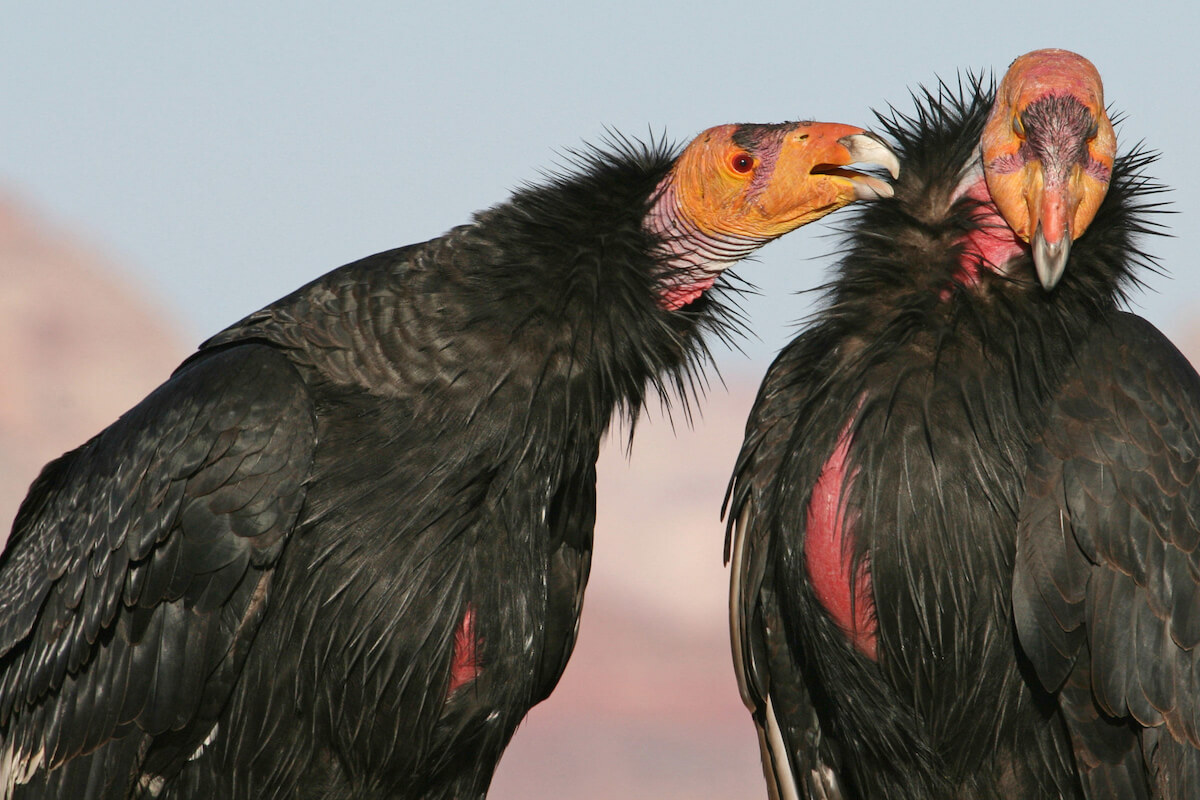 NSSF: Anti Hunters Blame Hunters for Condor Deaths