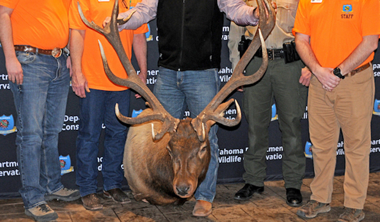 Oklahoma Bowhunter Sets New Cy Curtis Non-Typical Elk Record