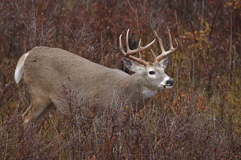 Picking Pockets for Western Whitetails