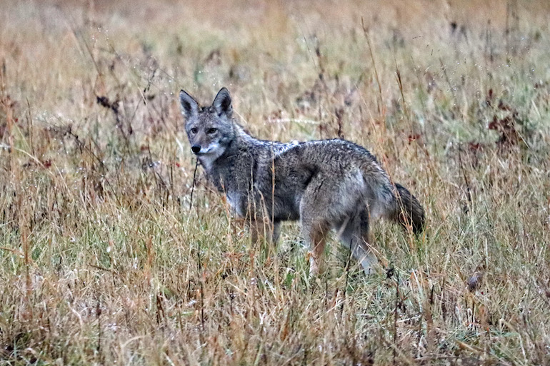 6 Sneaky Coyote Tactics to Separate Yourself From Pack