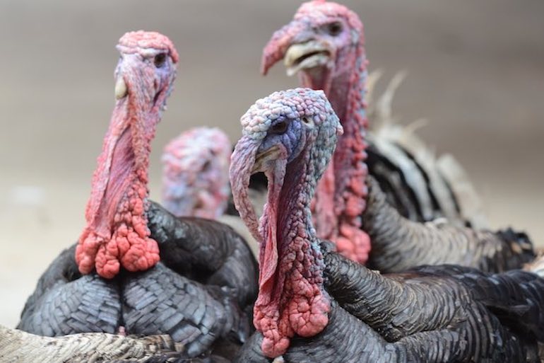 Turkeys After Rush Hour