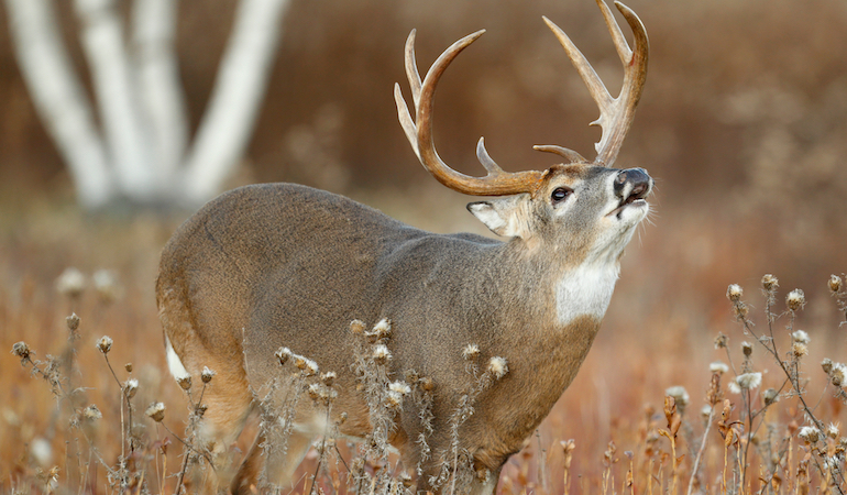 Reading the Rut for Whitetails