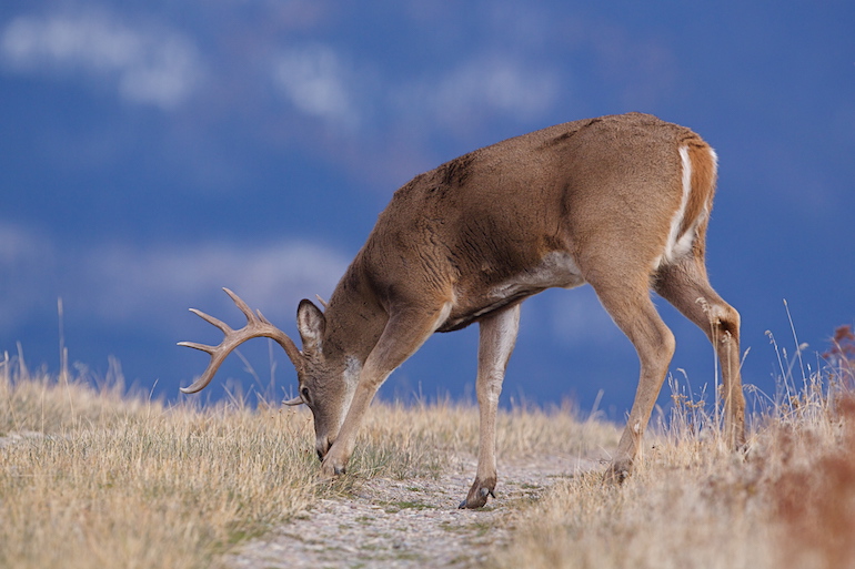 Understand How to Use Scrapes to Locate Whitetails