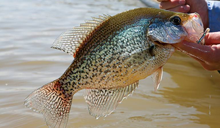 Reach Out for Shallow Crappie