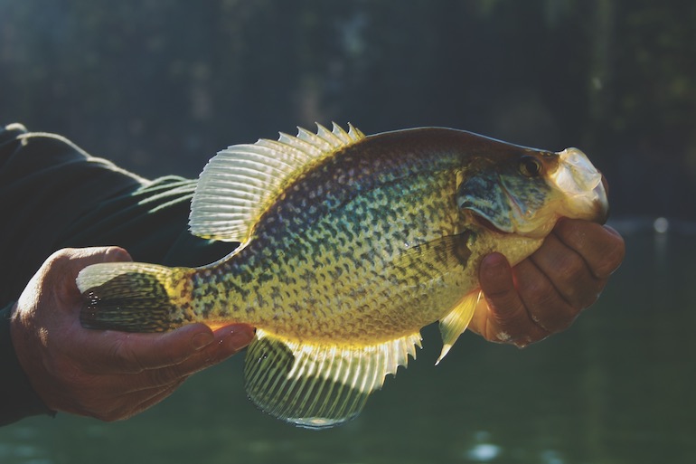How to Cash in as Crappie 'Go to the Bank'