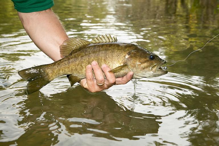 Smallmouth Bass Lures, Tactics for Game Changes