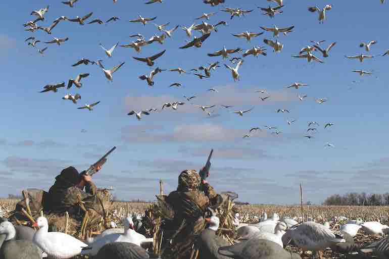 Revisiting the Light Goose Conservation Order