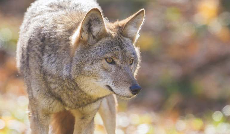Coyotes: Their Eco-Impact and Spread