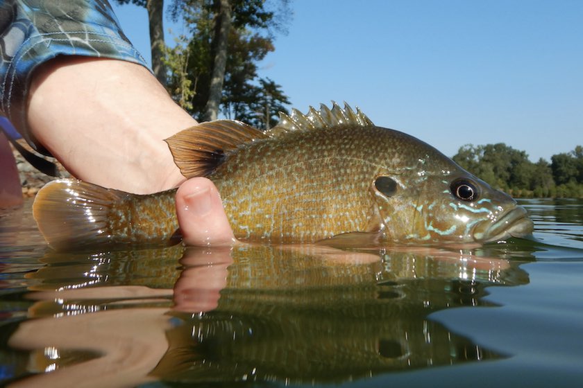 These Southern Waters Are Breaming with Panfish Potential
