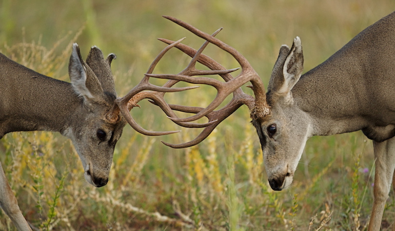 Giant Bucks: A Trio of California Trophies