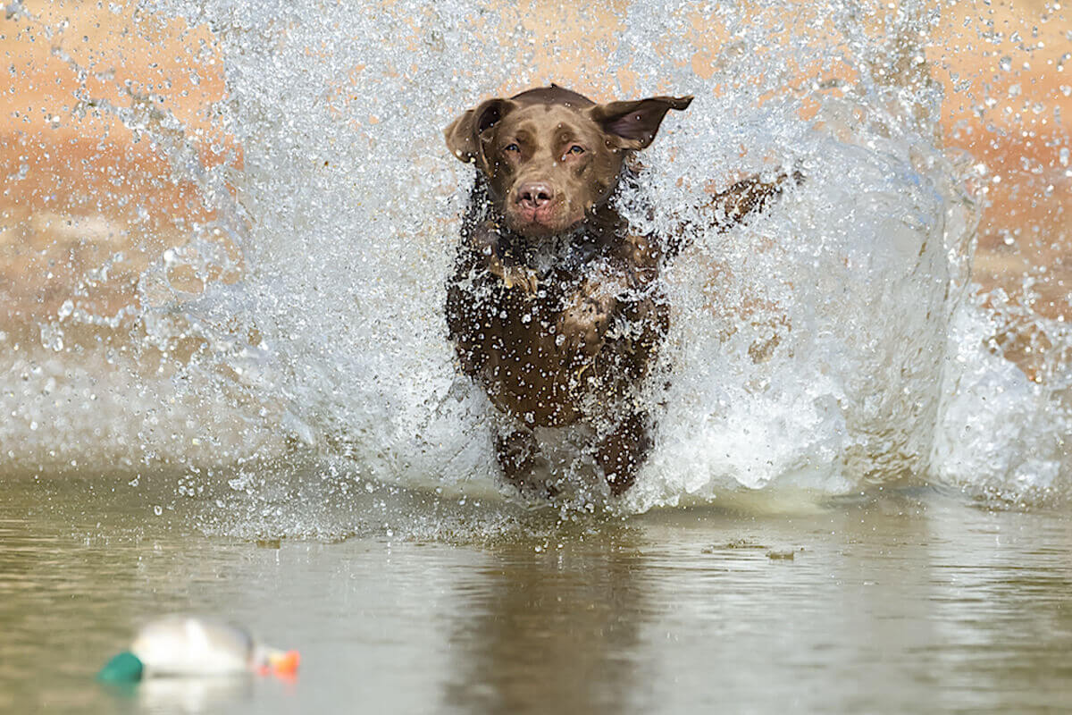 Tips for Heat-of-Summer Dog Training