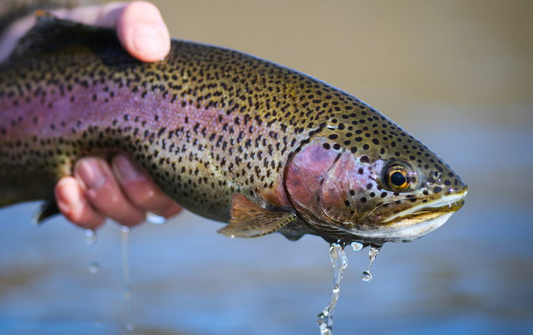 Tailwater Trout: Back-Trolling for Success