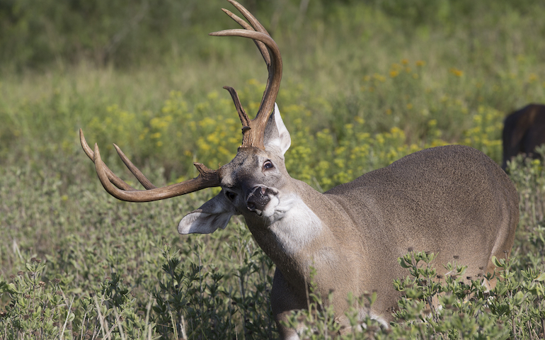 A Primer on Chronic Wasting Disease
