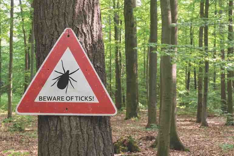 Tick Talk: What You Need to Know Pre-Hunt