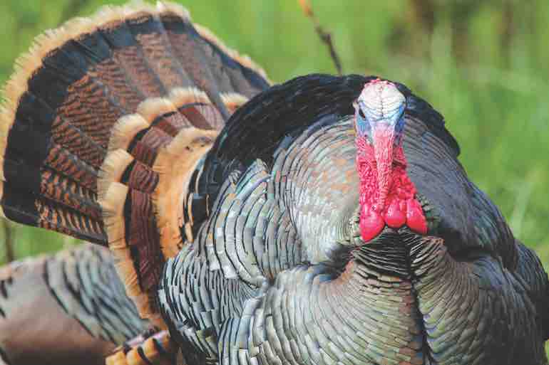 Turkey Hunting: Intercept Traveling Toms
