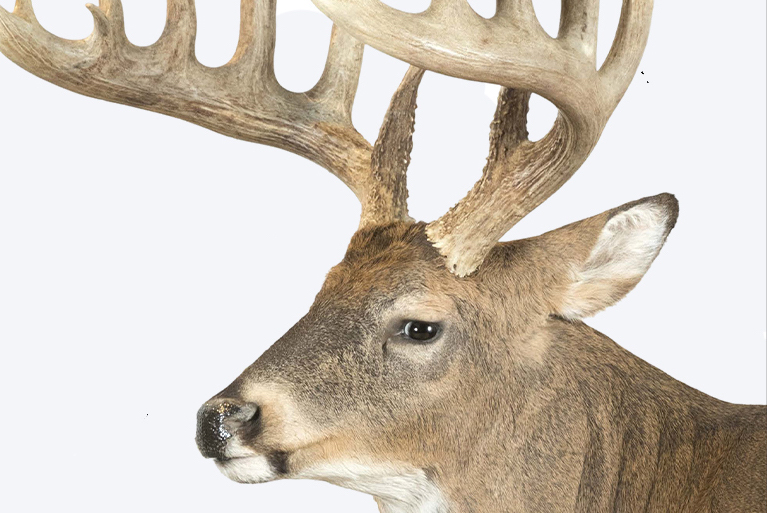 Whitetail Record Books Show Late Season Can Still Be Great