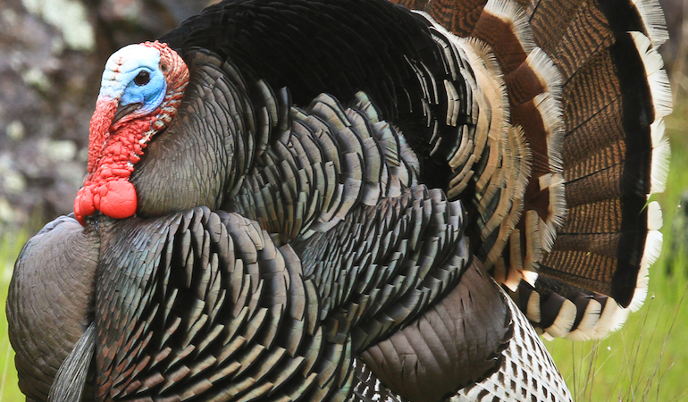 New Turkey Loads, Chokes, Shotguns for 2019