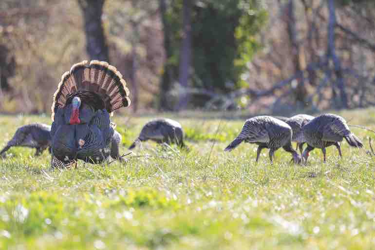 Top 10 Spring Wild Turkey Hunting Tips