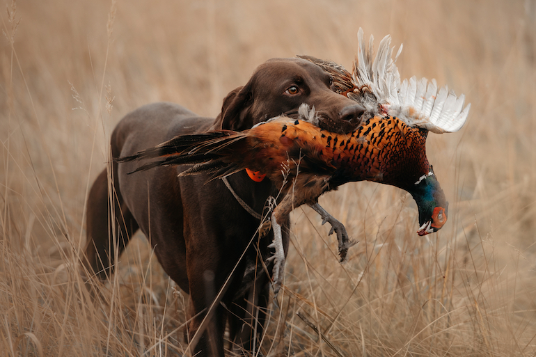Quick List: Great Gift Ideas for Upland Bird Hunting