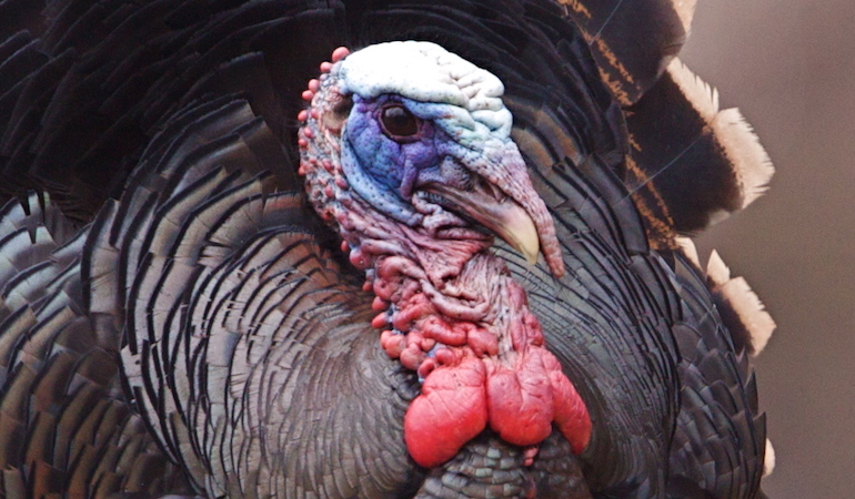 Virginia Turkey Hunting Outlook 2019