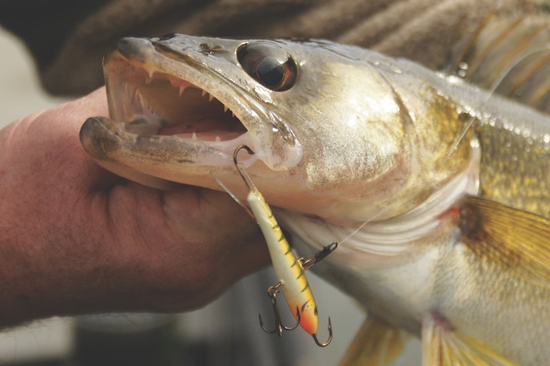 Make it Snappy for Walleyes
