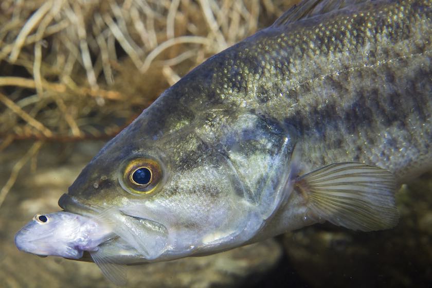 What Do Fish Smell? The Science of Fishing with Scents