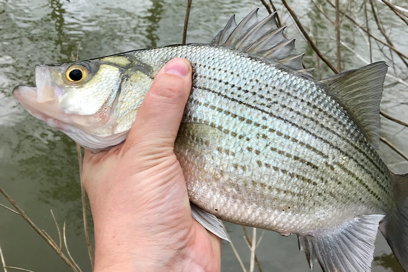 Don't Overlook Frenzied Action of White Bass on the Run