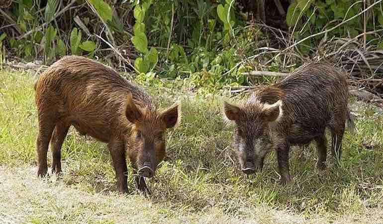 Quick Tips: How to Spot and Stalk a Hog
