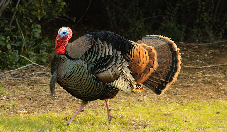 Long-Range Turkey Shooting Gear