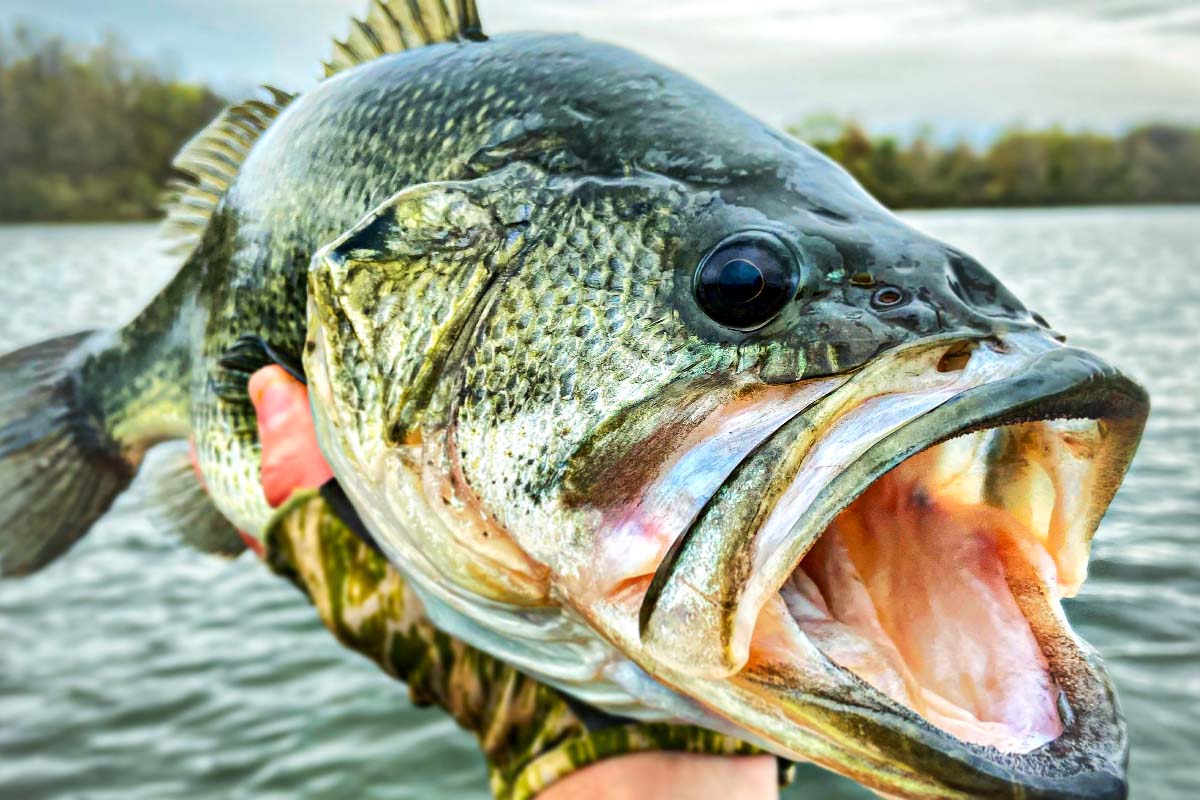New Year's Bass: Resolve to Catch Your Biggest Bass Ever in 2024