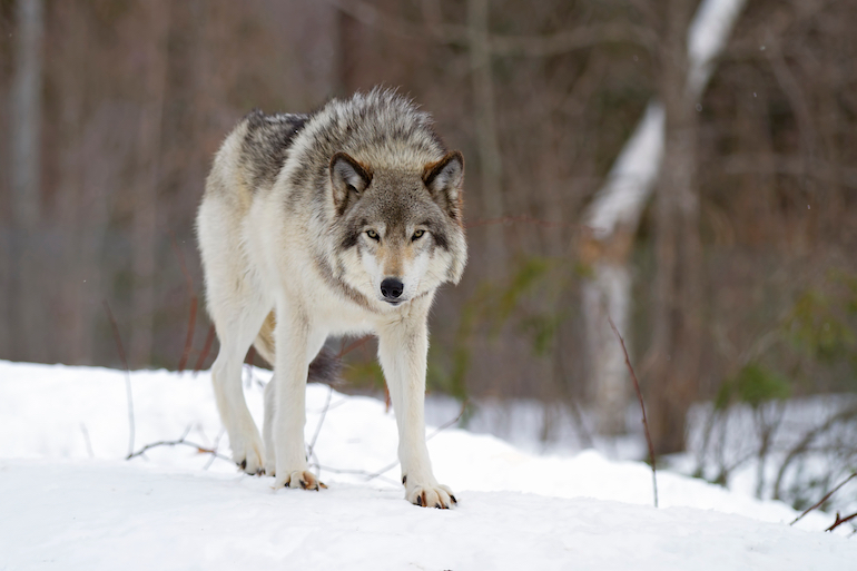 Gray Wolf Hunting, Trapping Opens in Wisconsin