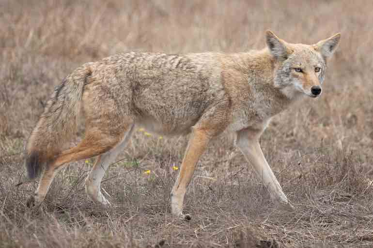 Winter Hunting Tactics for Southern Coyotes