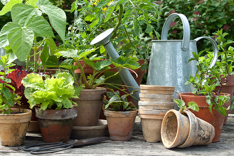 Gardenless Gardening - 5 Plants to Grow on Your Deck