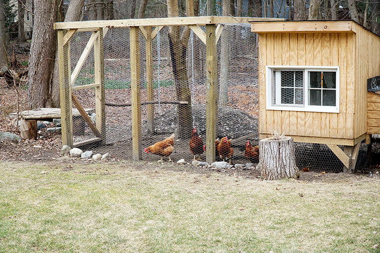 How to Choose a Chicken Coop for Your Backyard
