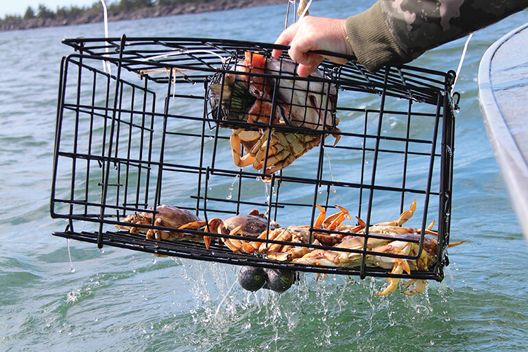 Costal Bounties: How to Go Clamming and Crabbing
