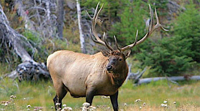 10 Tips for Processing Elk