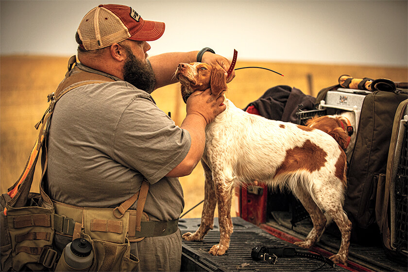 upland bird hunter with American Brittany